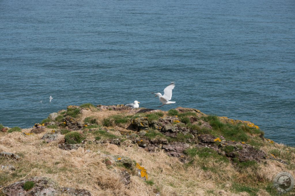 RSPB Fowlsheugh, Aberdeenshire, Scotland