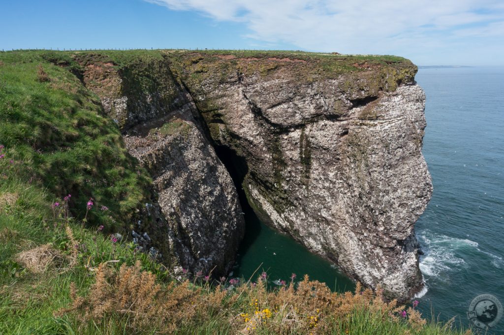 RSPB Fowlsheugh, Aberdeenshire, Scotland