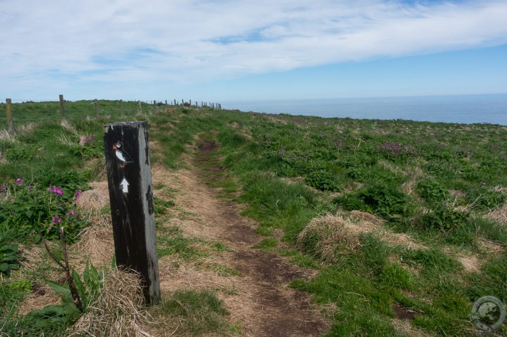 RSPB Fowlsheugh, Aberdeenshire, Scotland