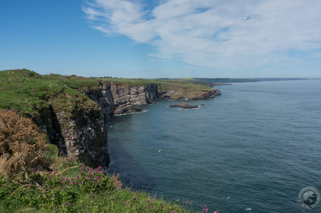 RSPB Fowlsheugh, Aberdeenshire, Scotland